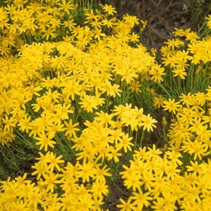 Chrysactinia mexicana, Damianita, Yellow Flowers, Yellow Daisy, Native Flowers, Native Wildflowers
