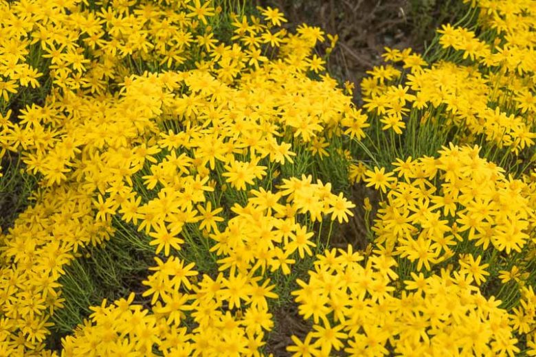 Chrysactinia mexicana, Damianita, Yellow Flowers, Yellow Daisy, Native Flowers, Native Wildflowers