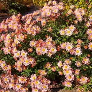 Chrysanthemum 'Apricot', Garden Mum 'Apricot', Florist's Mum 'Apricot', Hardy Garden Mum 'Apricot', Dendranthema 'Apricot', chrysanthemum 'Cottage Apricot', Dendranthema 'Cottage Apricot', Pink Fall Flowers