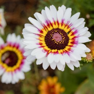Chrysanthemum carinatum, Tricolor Chrysanthemum, Painted Daisy, Summer Chrysanthemum, White Flowers, Yellow Flower, Pink Flowers, Red Flowers