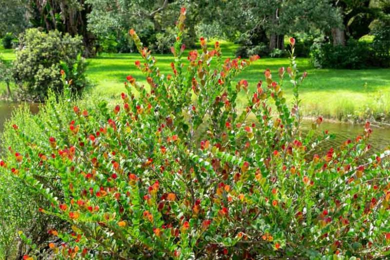 Chrysobalanus icaco, Icaco Coco Plum, Icaco Coco-plum, Coco Plum, Paradise Plum, Florida Native Shrub, Evergreen Shrub,