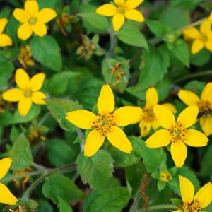 Chrysogonum virginianum, Green And Gold, Green-and-gold, Gold Star, Golden Knee, Shade Plant