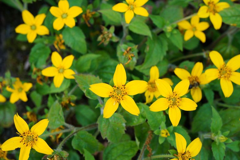 Chrysogonum virginianum, Green And Gold, Green-and-gold, Gold Star, Golden Knee, Shade Plant