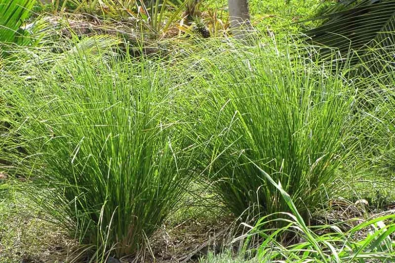 Chrysopogon zizanioides, Kus-Kus, Cuscus, Vetiver , Vetiveria zizanioides, Perennial grass, Edible grass