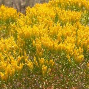 Chrysothamnus viscidiflorus, Yellow Rabbitbrush, Green Rabbitbrush, Laceleaf Green Rabbitbrush, Yellow Flowers, Waterwise Perennial