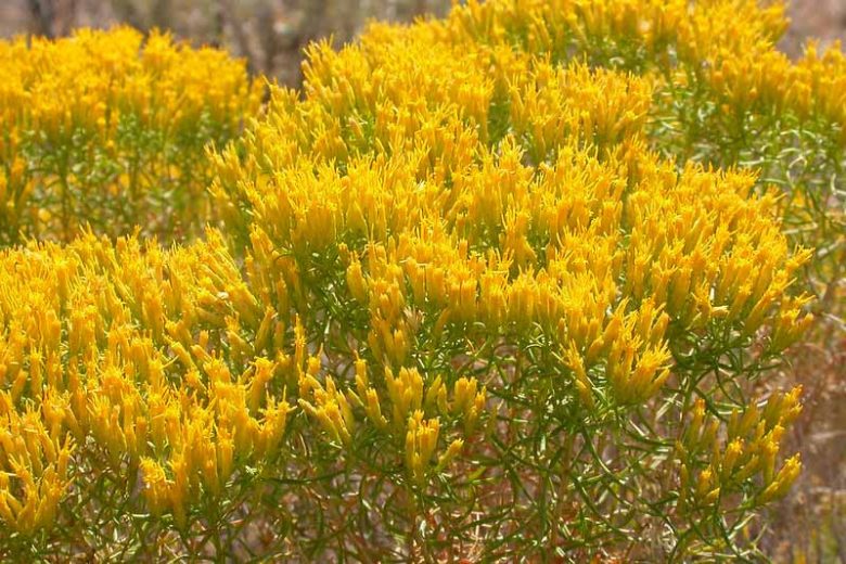 Chrysothamnus viscidiflorus, Yellow Rabbitbrush, Green Rabbitbrush, Laceleaf Green Rabbitbrush, Yellow Flowers, Waterwise Perennial