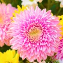 Mums, Chrysanths, Hardy Mums, Garden Mums, Perennial Mums, Decorative Chrysanthemum, Pompon Chrysanthemum, Single Chrysanthemum, Double Chrysanthemum, Anemone Chrysanthemum, Quill Chrysanthemum, Spider Chrysanthemum