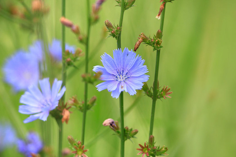 Cichorium intybus (Chicory)