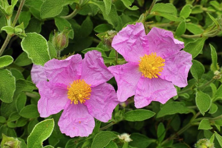 Cistus Creticus, Cretan Rockrose, Pink Rock Rose, Hoary Rockrose, Mediterranean plants, Mediterranean shrubs, Pink flowers, Purple Flowers, Rockrose