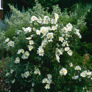 Cistus florentinus, Florentine Rockrose, Florentine Rock Rose, Mediterranean plants, Mediterranean shrubs, white flowers