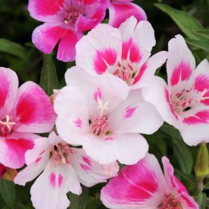Clarkia amoena, Satin Flower, Farewell to Spring, Godetia, Clarkia grandiflora, Godetia grandiflora, Purple Flowers, Pink Flowers