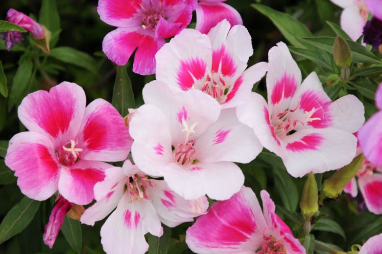Clarkia amoena, Satin Flower, Farewell to Spring, Godetia, Clarkia grandiflora, Godetia grandiflora, Purple Flowers, Pink Flowers