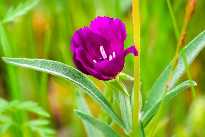 Clarkia purpurea, Winecup Clarkia, Winecup Fairyfan, Purple Clarkia, Purple Flowers, Pink Flowers, California Native Wildflowers, California Native plants