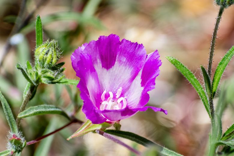 Clarkia williamsonii, Fort Miller Clarkia, Godetia, Purple Flowers, Pink Flowers