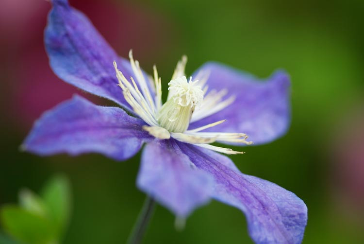 Clematis Arabella, Small-Flowered Clematis , Integrifolia clematis, group 3 clematis, purple clematis, blue clematis, Clematis Vine, Clematis Plant, Flower Vines