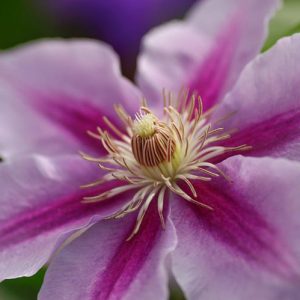 Clematis 'Bees' Jubilee', Large-Flowered Clematis 'Bees' Jubilee', group 2 clematis, Pink clematis, Clematis Vine, Clematis Plant, Flower Vines, Clematis Flower, Clematis Pruning