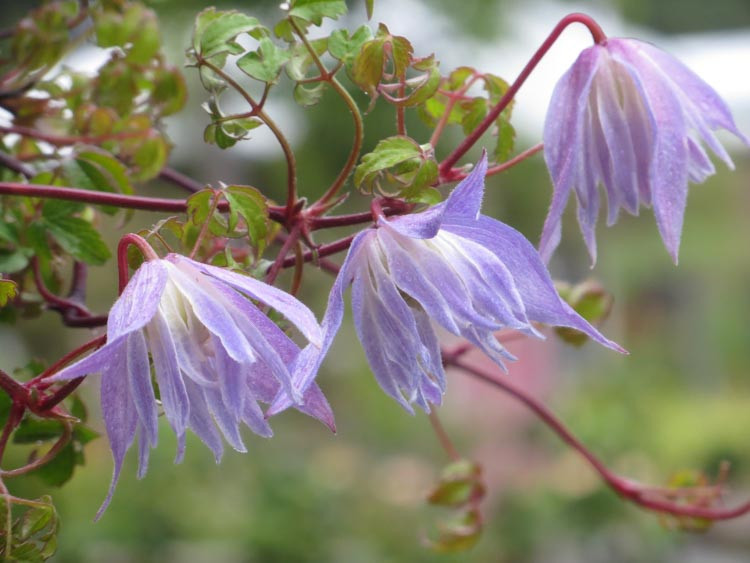 Clematis 'Blue Dancer' (Atragene Group)