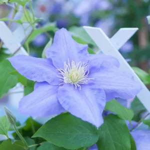 Clematis 'Cezanne', Early Large-Flowered Clematis 'Cezanne', group 2 clematis, Fragrant clematis, blue clematis, Clematis Vine, Clematis Plant, Flower Vines, Clematis Flower, Clematis Pruning