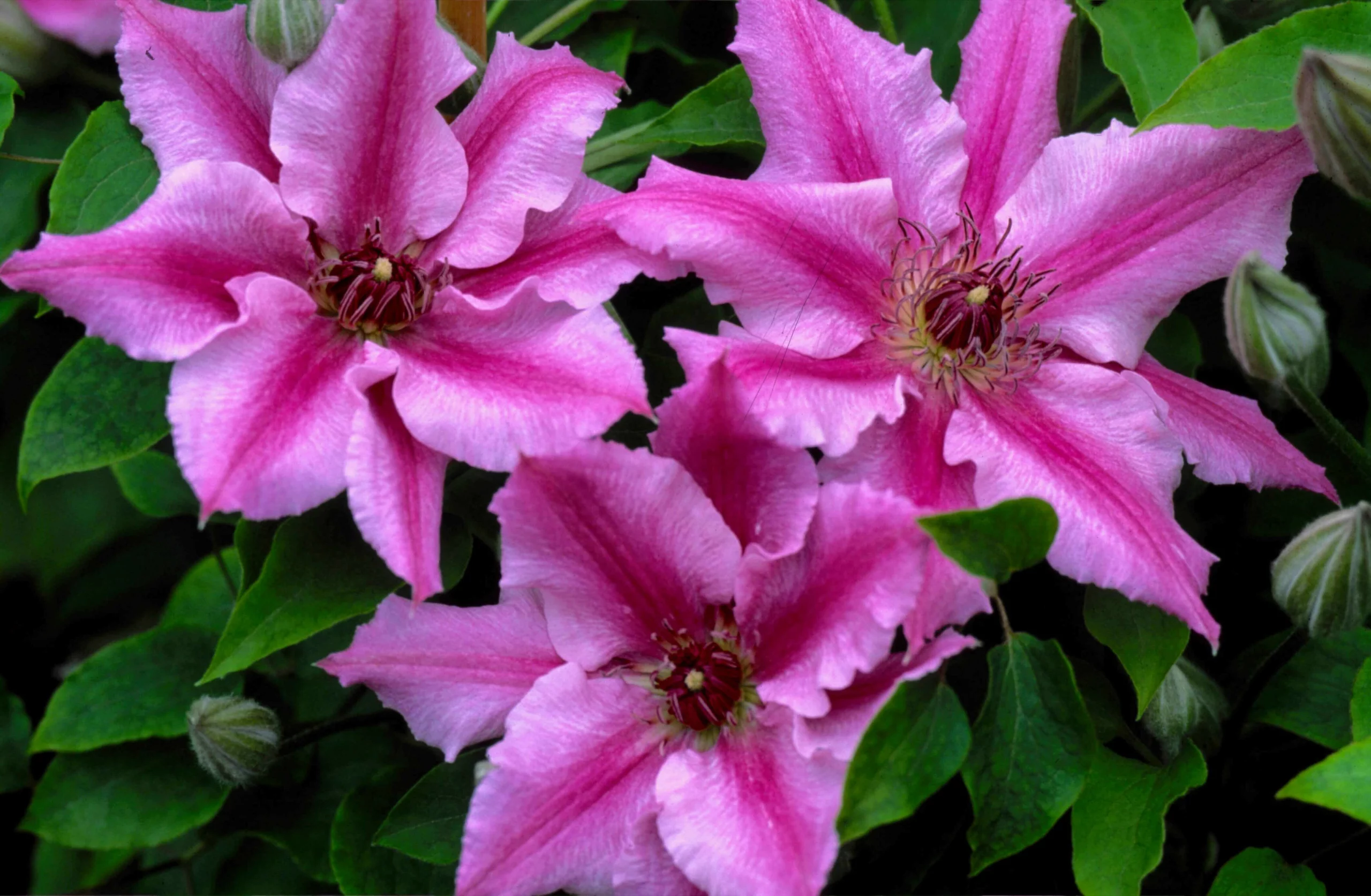 Clematis 'Cherokee' (Early Large-Flowered Clematis)