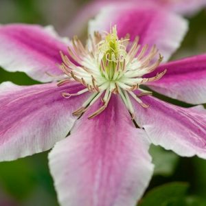 Clematis 'Doctor Ruppel', Large-Flowered Clematis 'Doctor Ruppel', group 2 clematis, Pink clematis, Clematis Vine, Clematis Plant, Flower Vines, Clematis Flower, Clematis Pruning