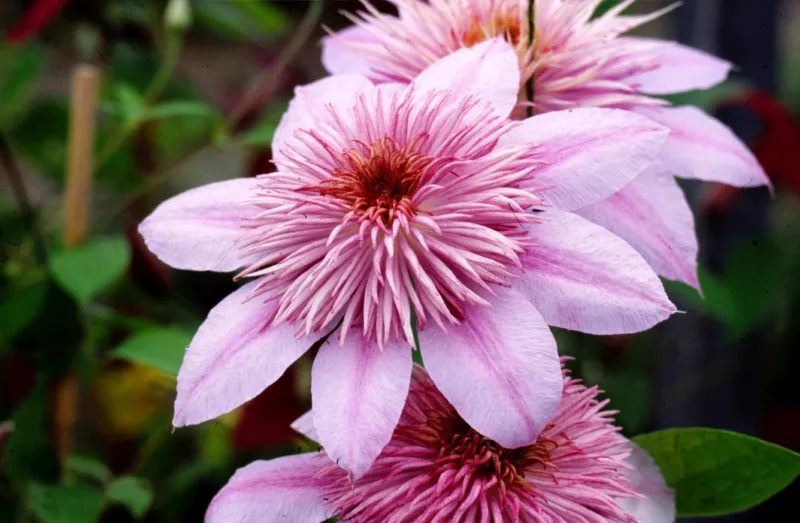 Clematis 'Empress', Large-Flowered Clematis 'Empress', Clematis 'Evipo011', group 2 clematis, Double clematis, pink Clematis, Clematis Vine, Clematis Plant, Flower Vines, Clematis Flower, Clematis Pruning,