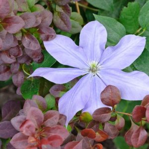 Clematis 'Fujimusume', Early Large-Flowered Clematis 'Fujimusume', group 2 clematis, Fragrant clematis, blue clematis, Clematis Vine, Clematis Plant, Flower Vines, Clematis Flower, Clematis Pruning
