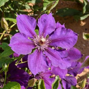 Clematis 'Gipsy Queen', Large-Flowered Clematis 'Gipsy Queen', Clematis 'Gypsy Queen' , group 3 clematis, red clematis, Clematis Vine, Clematis Plant, Flower Vines, Clematis Flower, Clematis Pruning