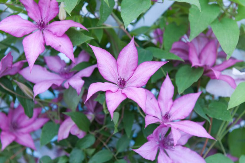 Clematis 'Giselle', Early Large-Flowered Clematis, group 3 clematis, Pink clematis, Pink flowers, Red Vines