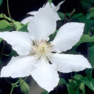 Clematis 'Hyde Hall', Large-Flowered Clematis 'Hyde Hall', group 2 Clematis, White Clematis, Cream Clematis, Clematis Vine, Clematis Plant, Flower Vines, Clematis Flower, Clematis Pruning