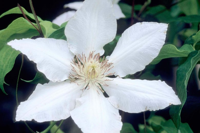 Clematis 'Hyde Hall', Large-Flowered Clematis 'Hyde Hall', group 2 Clematis, White Clematis, Cream Clematis, Clematis Vine, Clematis Plant, Flower Vines, Clematis Flower, Clematis Pruning