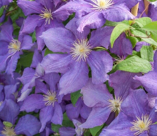 Clematis 'Luther Burbank', Large-Flowered Clematis 'Aotearoa', group 3 clematis, Purple clematis, Clematis Vine, Clematis Plant, Flower Vines, Clematis Flower, Clematis Pruning