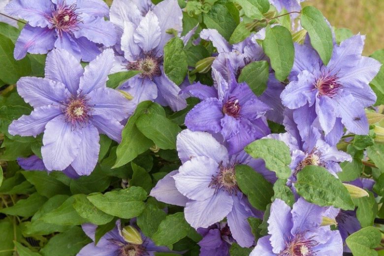 Clematis 'Parisienne', Early Large-Flowered Clematis 'Parisienne', group 2 clematis, Fragrant clematis, purple clematis, Clematis Vine, Clematis Plant, Flower Vines, Clematis Flower, Clematis Pruning