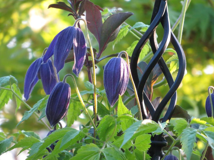 Clematis alpina 'Pamela Jackman' (Atragene Group)