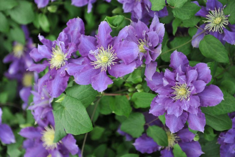 Clematis Chevalier, Chevalier Clematis, Large-Flowered Clematis Chevalier, Clematis 'Evipo040', Purple Clematis, Clematis Vine, Clematis Plant, Flower Vines, Clematis Flower, Clematis Pruning