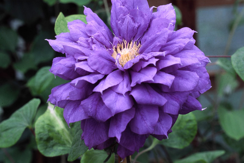 Clematis Franziska Maria (Early Large-Flowered Clematis)