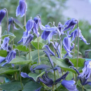 Clematis heracleifolia, Tube Clematis, Blue clematis, Clematis Vine, Clematis Plant, Flower Vines