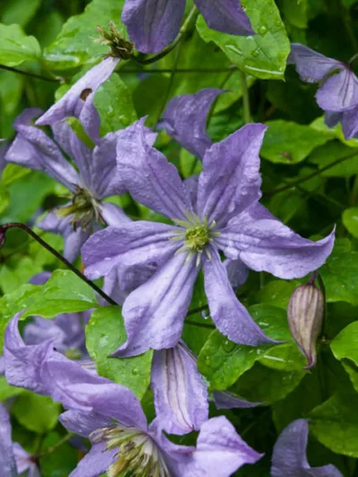 Clematis 'Prince Charles', blue clematis, group 3 clematis, AGM clematis, Large-Flowered Clematis, purple clematis, Clematis Vine, Clematis Plant, Flower Vines, Clematis Flower, Clematis Pruning