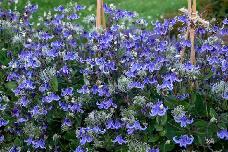 Clematis 'Stand by Me', Stand by Me Clematis, Purple Clematis, Blue Clematis, Bellflower Clematis,