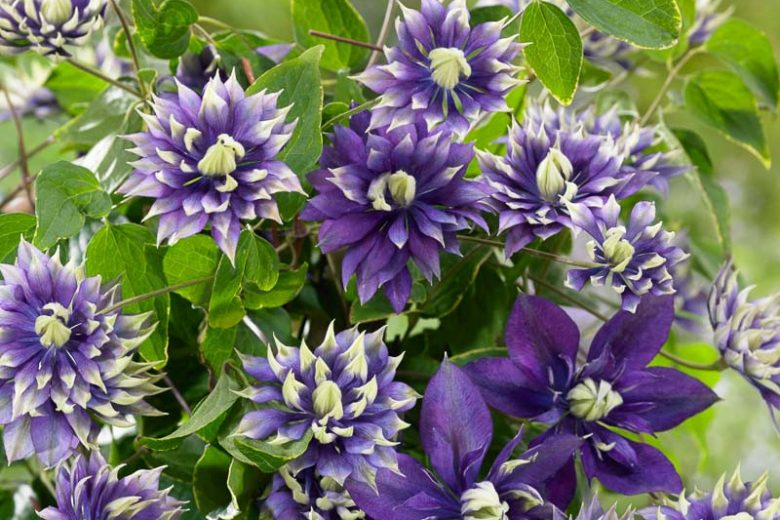Clematis Taiga, Taiga Clematis, Double Blue Clematis, Double Clematis, group 3 clematis, purple clematis, blue clematis, Clematis Vine, Clematis Plant, Flower Vines, Clematis pruning