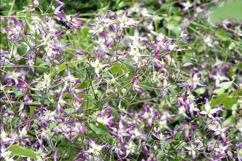 lonicera purpusii essbar Lonicera purpusii 'Winter Beauty' (Caprifoi de iarna) main image 1