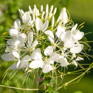 Cleome Hassleriana 'Helen Campbell', Spider Flower 'Helen Campbell', Spider Plant 'Helen Campbell', Cleome spinosa 'Helen Campbell', Cleome 'Helen Campbell', Tall Annual Flowers, Tall Flowers, White annuals, White Flowers