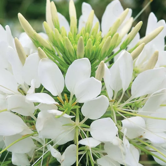 Cleome Hassleriana 'Sparkler White', Spider Flower 'Sparkler White', Spider Plant 'Sparkler White', Cleome spinosa 'Sparkler White', Cleome 'Sparkler White', Tall Annual Flowers, Tall Flowers, White annuals, White Flowers