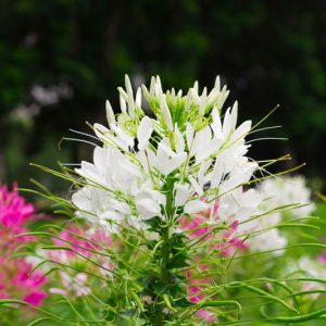 Cleome Hassleriana 'White Queen',Spider Flower 'White Queen', Spider Plant 'White Queen',  Cleome spinosa 'White Queen', Cleome 'White Queen', Tall Annual Flowers, Tall Flowers, White annuals, White Flowers