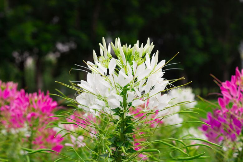 Cleome Hassleriana 'White Queen',Spider Flower 'White Queen', Spider Plant 'White Queen',  Cleome spinosa 'White Queen', Cleome 'White Queen', Tall Annual Flowers, Tall Flowers, White annuals, White Flowers