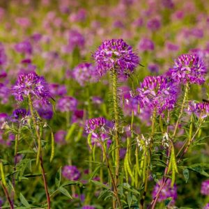 Cleome serrulata, Rocky Mountain Beeplant, Skunkweed, Waa, Tall Annual Flowers, Tall Flowers, Pink annuals, Pink Flowers, Purple annuals, Purple flowers