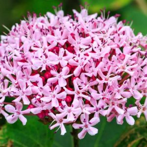 Clerodendrum bungei,Rose Glory Bower, Glory Bower, Glory Flower, Cashmere Bouquet, Mexicali Rose, Mexican Hydrangea, Flowering Shrubs, Fragrant shrub, Pink flowers
