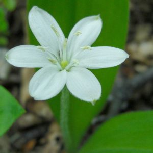 Clintonia uniflora, Bride's Bonnet, Queen Cup, Bead Lily, Smilacina borealis var. uniflora, White flowers, shade perennials