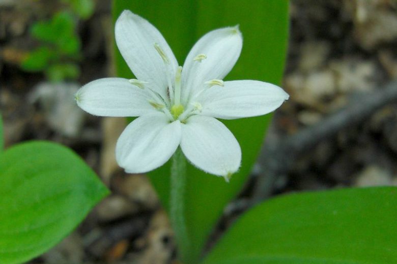 Clintonia uniflora, Bride's Bonnet, Queen Cup, Bead Lily, Smilacina borealis var. uniflora, White flowers, shade perennials