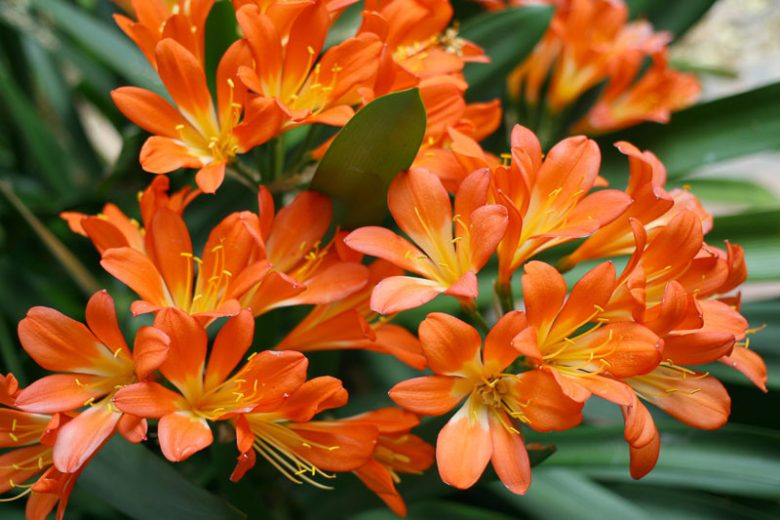 Clivia miniata, Natal Lily, Kaffir Lily, Bush Lily, Evergreen Perennials, Orange Flowers