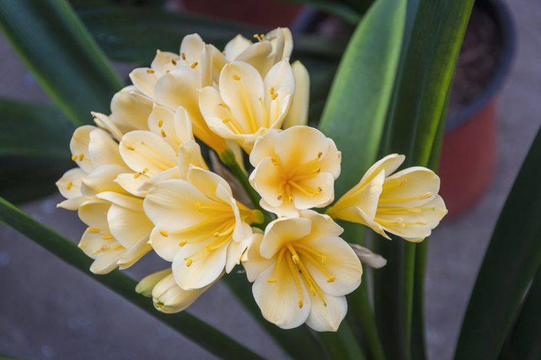 Clivia miniata var. citrina, Lemon-Colored Natal Lily, Yellow Clivia, Evergreen Perennials, Yellow Flowers